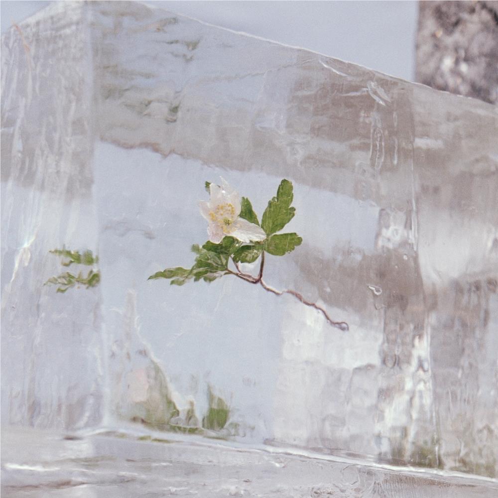 Windflowers, By: Efterklang