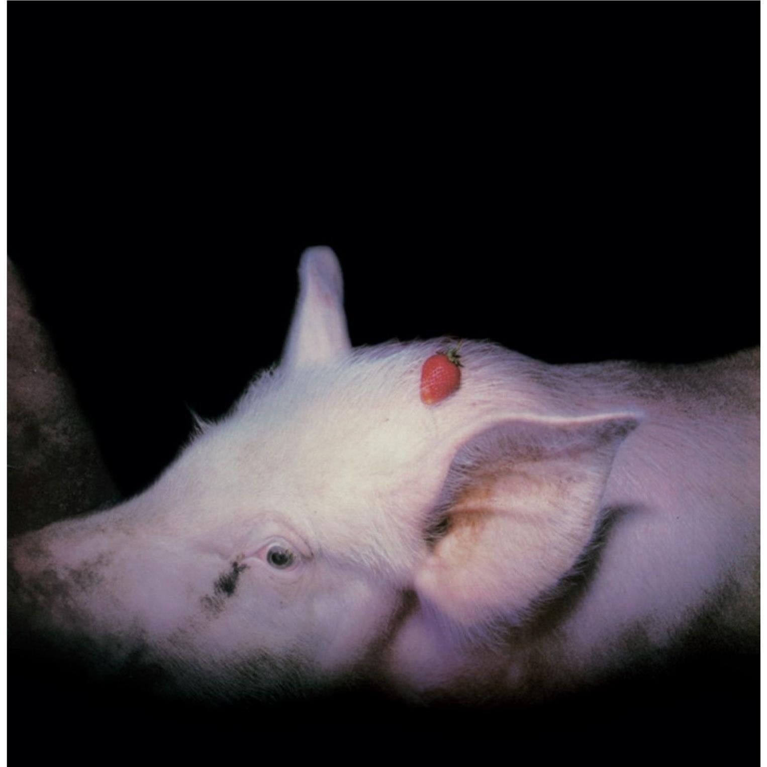 Strawberries (40th Anniversary Edition), By: The Damned