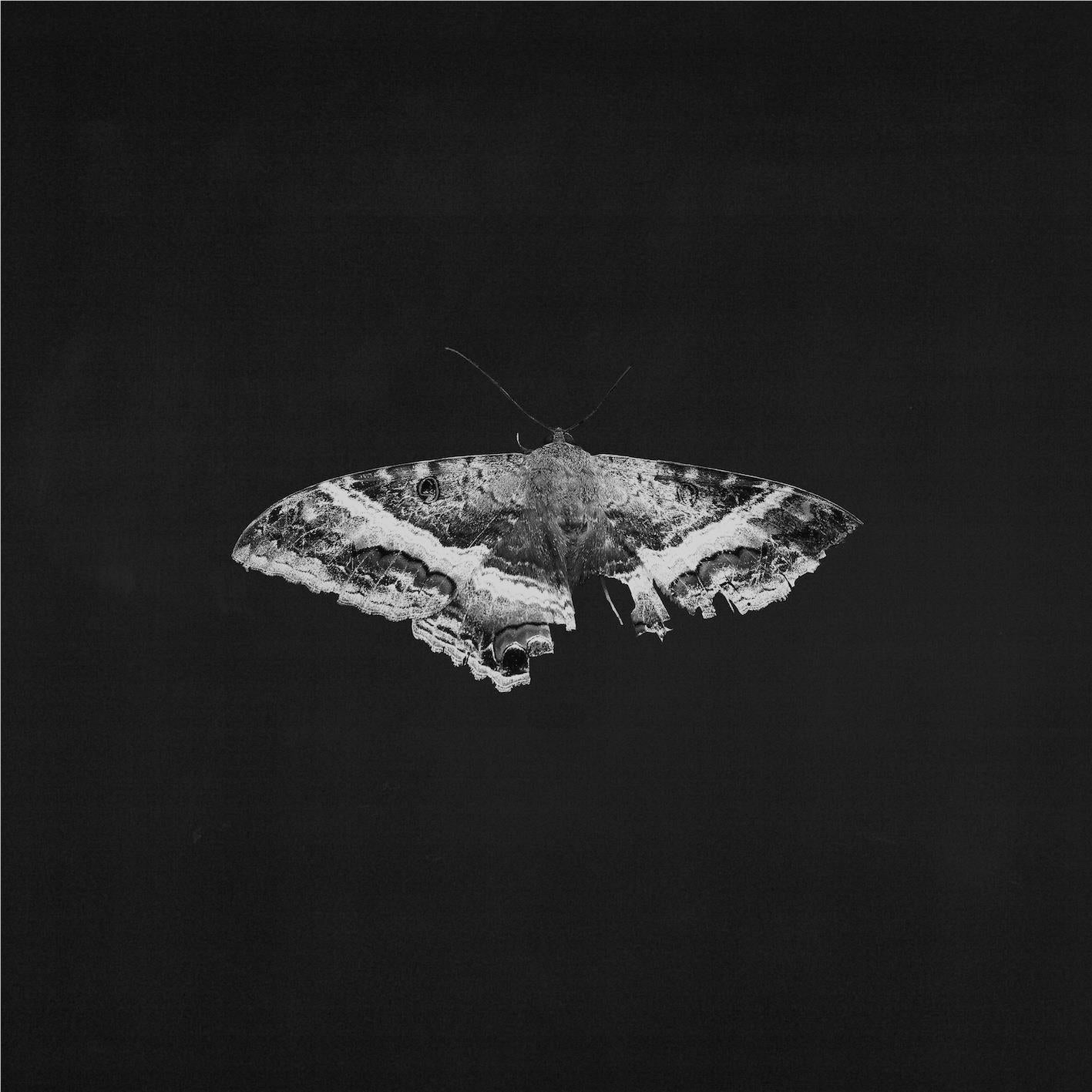 To Pimp A Butterfly (10 Year Anniversary Edition Metallic Blends Vinyl) - By: Kendrick Lamar