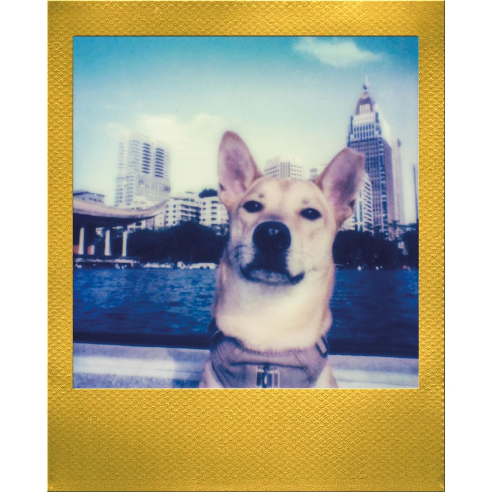 Polaroid Go Film Gold (16 Photos)