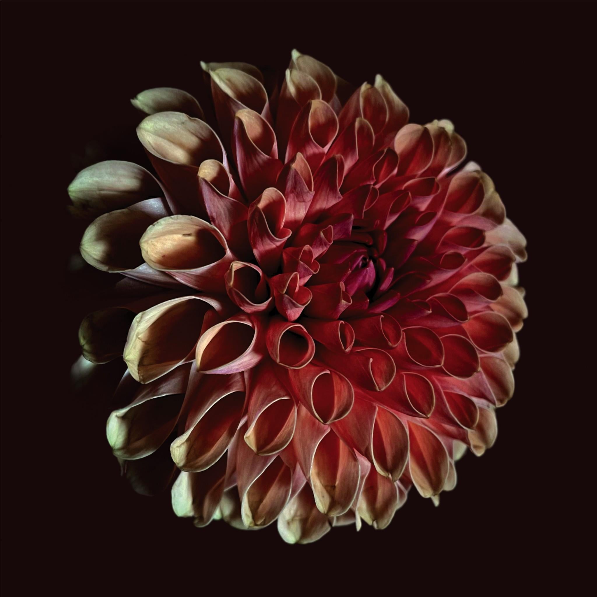 Unfolding (Vinyl) - By:Jessica Moss