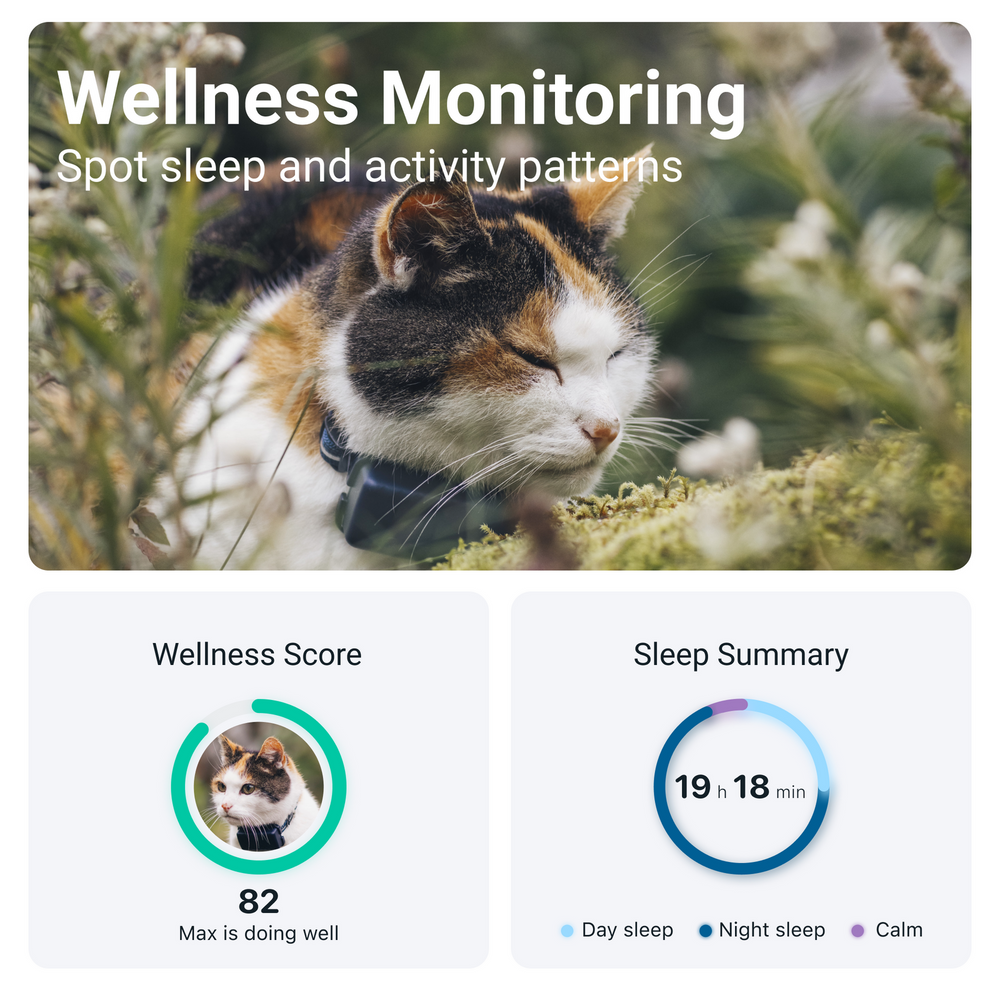Cat wearing a dark GPS tracker on its collar with wellness monitoring app cards