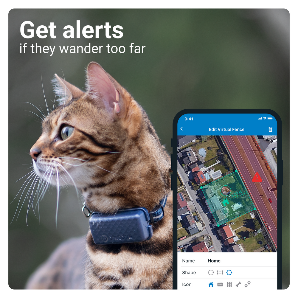 Tabby cat wearing a dark GPS tracker on its collar with virtual fence app view