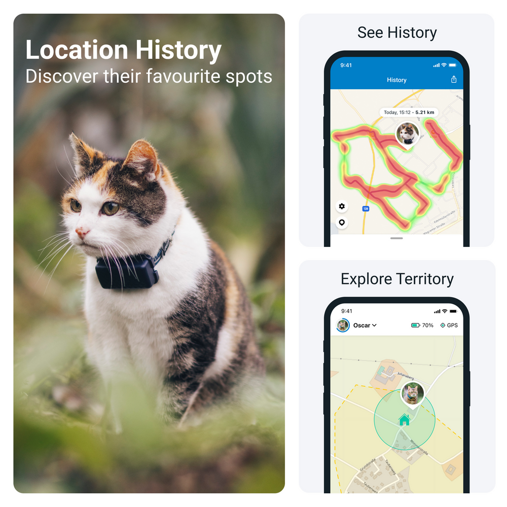 Cat wearing a dark GPS tracker on its collar with history and territory app screens