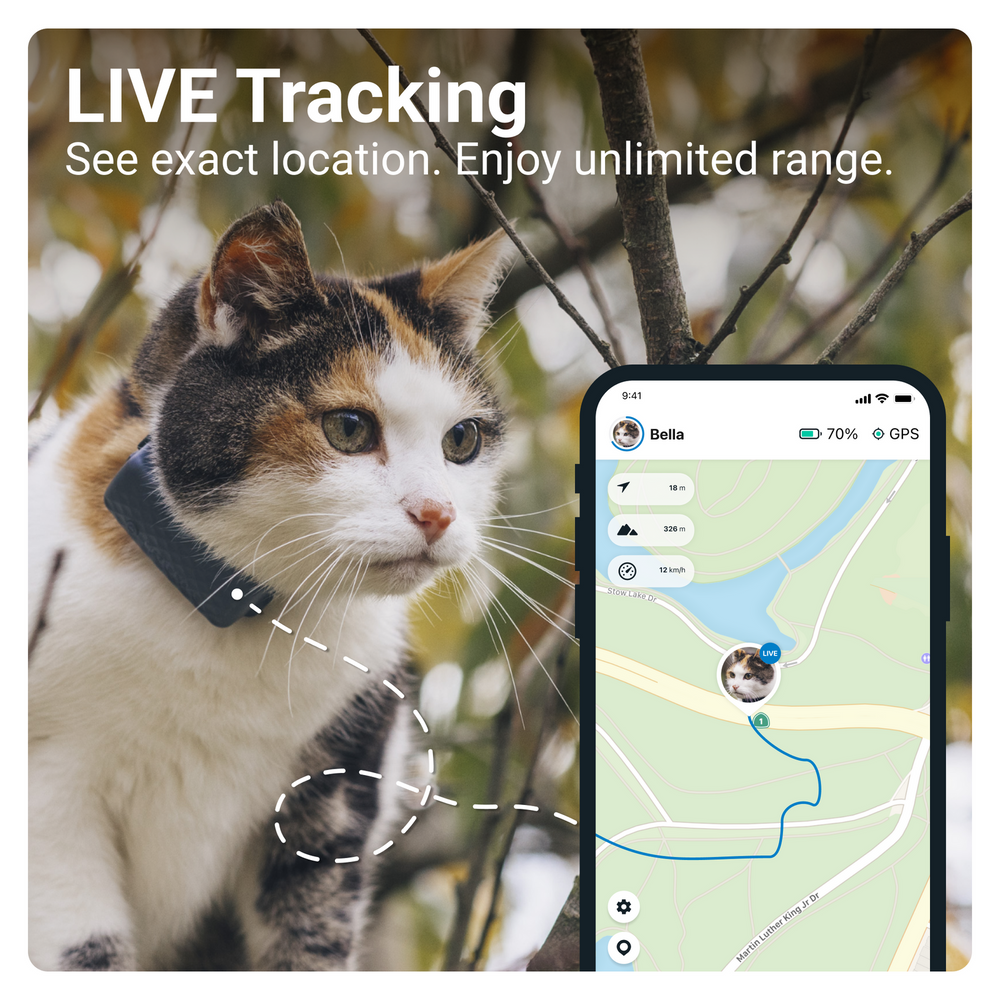 Calico cat wearing a dark GPS tracker on its collar with smartphone map screen