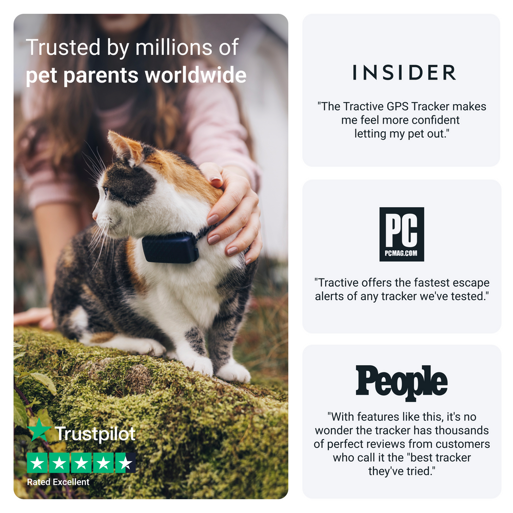 Calico cat wearing a dark GPS tracker held by a pet parent