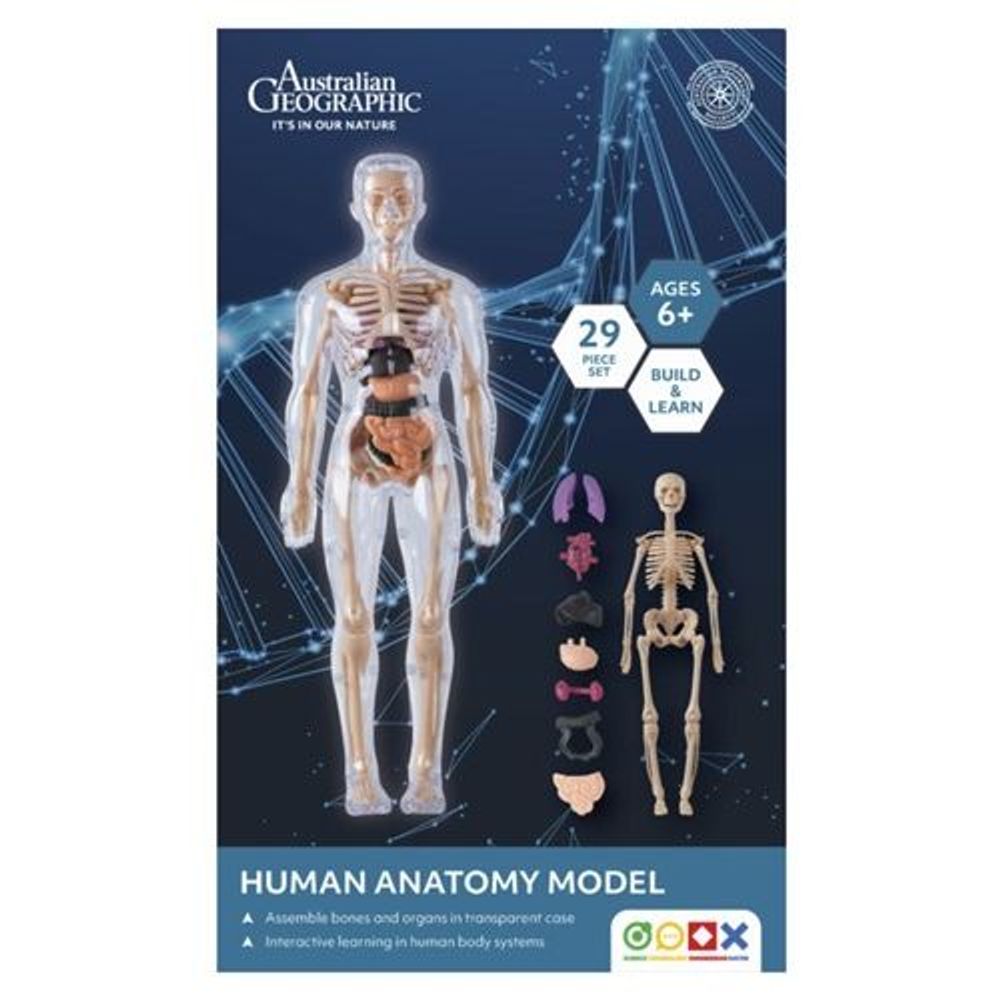 Australian Geographic Human Anatomy Model